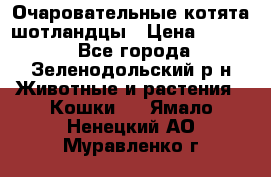 Очаровательные котята шотландцы › Цена ­ 2 000 - Все города, Зеленодольский р-н Животные и растения » Кошки   . Ямало-Ненецкий АО,Муравленко г.